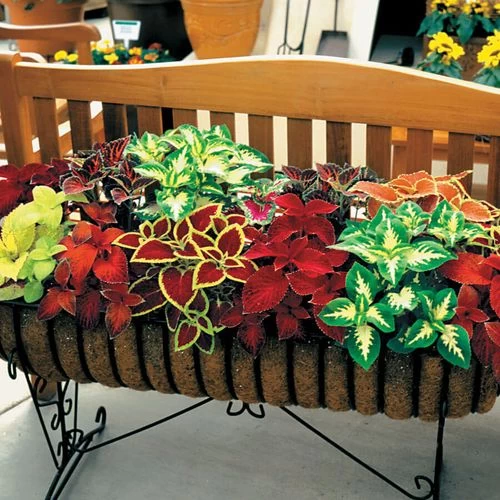 Wizard® Mix Coleus Seeds 4 Wizard® Mix Coleus Seeds - Image 2