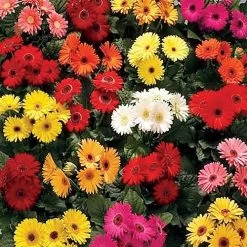 Royal™ Premium Mix Gerbera Daisy Seeds