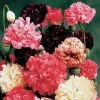 Park Seed Peony Mix Poppy Seeds -Botanical Bliss 03149 pk p1