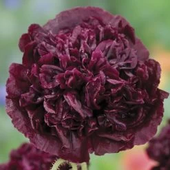 Park Seed Black Peony Poppy Seeds