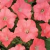 Easy Wave® Coral Reef Petunia Seeds -Botanical Bliss 03155 PK 100