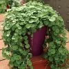 Emerald Falls Dichondra Ground Cover Seeds -Botanical Bliss 03157 PK 100