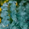 Eucalyptus Seeds (P) Pkt Of 50 Seeds -Botanical Bliss 03179 pk p1