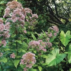 Joe-Pye Weed Seeds