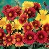 Painter's Palette Blanket Flower Seeds -Botanical Bliss 03200 pk p1