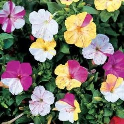 Broken Colors Four-O'Clock Flower Seeds