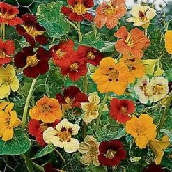 Jewel Of Africa Nasturtium Seeds