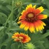 Arizona Sun Blanket Flower Seeds -Botanical Bliss 03250