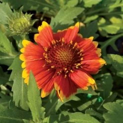 Arizona Sun Blanket Flower Seeds -Botanical Bliss 03250 2