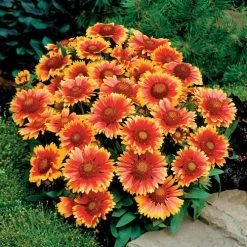 Arizona Sun Blanket Flower Seeds -Botanical Bliss 03250 3