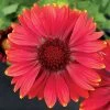 Arizona Red Shades Blanket Flower Seeds 1 Arizona Red Shades Blanket Flower Seeds -Botanical Bliss 03255