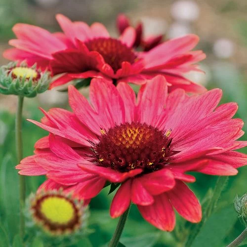 Arizona Red Shades Blanket Flower Seeds 4 Arizona Red Shades Blanket Flower Seeds - Image 2
