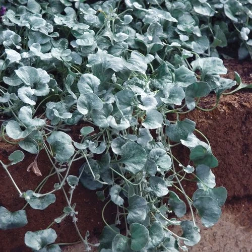 Arizona Red Shades Blanket Flower Seeds 5 Arizona Red Shades Blanket Flower Seeds - Image 3