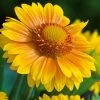 Arizona Apricot Blanket Flower Seeds 2 Arizona Apricot Blanket Flower Seeds -Botanical Bliss 03289