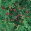 Red Cypress Vine Seeds 2 Red Cypress Vine Seeds -Botanical Bliss 03307 pk p1