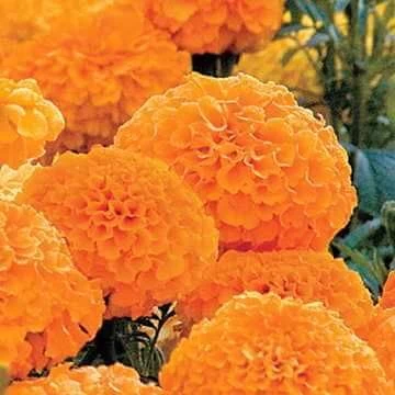 Park's Whopper Orange Marigold Seeds 3 Park's Whopper Orange Marigold Seeds