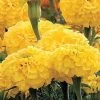 Park's Whopper Yellow Marigold Seeds -Botanical Bliss 03518