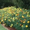 Park's Whopper Mix Marigold Seeds 1 Park's Whopper Mix Marigold Seeds -Botanical Bliss 03519