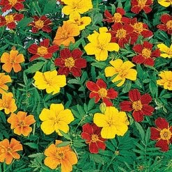 Disco Mix Marigold Seeds