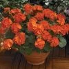 Maverick™ Orange Geranium Seeds -Botanical Bliss 03562