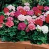 Maverick™ Mix Geranium Seeds -Botanical Bliss 03579