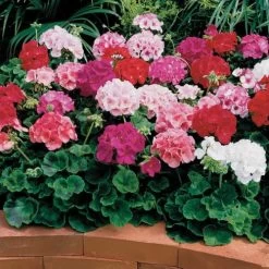 Maverick™ Mix Geranium Seeds