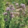 Oregano Seeds (P) Pkt Of 100 Seeds -Botanical Bliss 03580 pk p1