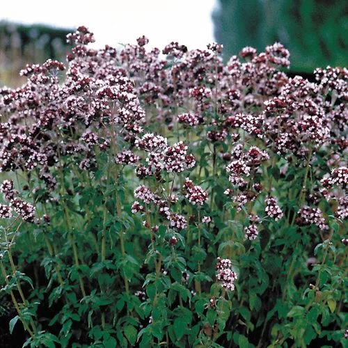 Oregano Seeds 4 Oregano Seeds - Image 2