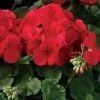 Maverick™ Scarlet Geranium Seeds -Botanical Bliss 03582