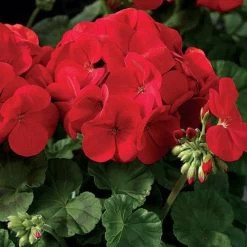 Maverick™ Scarlet Geranium Seeds