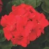 Maverick™ Red Hybrid Geranium Seeds -Botanical Bliss 03583 pk 100