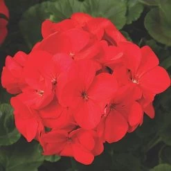 Maverick™ Red Hybrid Geranium Seeds