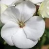 Maverick™ White Hybrid Geranium Seeds -Botanical Bliss 03631
