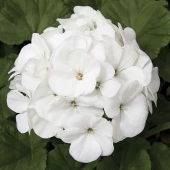 Maverick™ White Hybrid Geranium Seeds -Botanical Bliss 03631 1