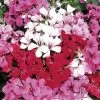 Tornado™ Mix Geranium Seeds -Botanical Bliss 03633 PK 50