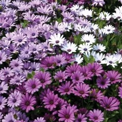 Passion™ Mix Osteospermum Seeds