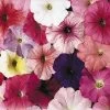 Celebrity Mix Petunia Seeds -Botanical Bliss 03730 pk p1