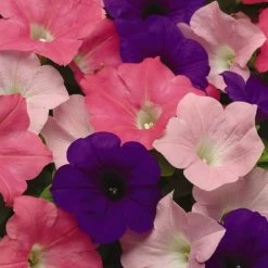 Easy Wave® Beachcomber Mix Petunia Seeds -Botanical Bliss 03752 PK P1 1