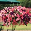 Easy Wave® Beachcomber Mix Petunia Seeds -Botanical Bliss 03752 pk p1