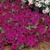 Tidal Wave® Purple Petunia Seeds -Botanical Bliss 03764