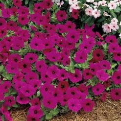 Tidal Wave® Purple Petunia Seeds