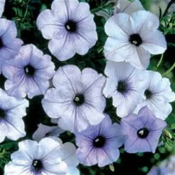 Tidal Wave® Silver Petunia Seeds
