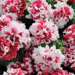 Pirouette Red Double Petunia Seeds