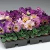 Delta™ Premium Persian Medley Pansy Seeds