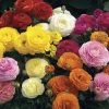 Maché™ Mix Ranunculus Seeds -Botanical Bliss 03903 PK P1