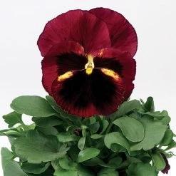 Delta® Classic Tapestry Pansy Seeds