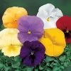 Delta™ Pure Colors Mix Pansy Seeds -Botanical Bliss 03922 pk p1