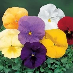 Delta™ Pure Colors Mix Pansy Seeds