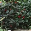Black Pearl Ornamental Pepper Seeds 1 Black Pearl Ornamental Pepper Seeds -Botanical Bliss 03953 PK 100