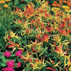 Chilly Chili Ornamental Hybrid Pepper Seeds